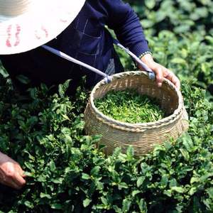 2017新茶 西湖龙井春茶 50g罐装