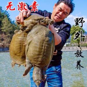 千岛湖 4年生态甲鱼活体1.5斤