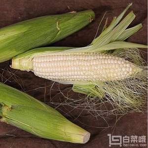 南方姑娘 冰糖玉米 新鲜水果玉米6根装1800g