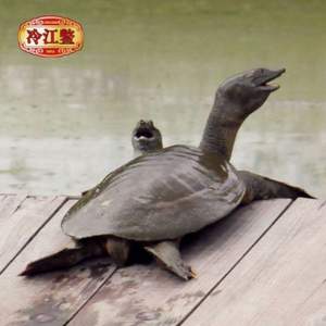 食補(bǔ)好物，冷江 生態(tài)放養(yǎng)3~4年甲魚(yú) 母鱉700g