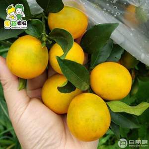 果蔬姐妹 廣西融安滑皮金桔 5斤
