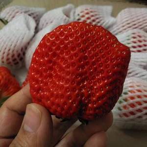 甲午先生 辽宁丹东99草莓 3斤