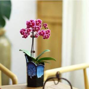 淘寶網(wǎng)：極有家認(rèn)證，明輝園藝 蘭花盆栽 多款