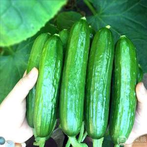 蔬洋 新鮮水果黃瓜 5斤裝 