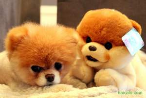 Amazon：史上最萌 Gund Boo- World's Cutest Dog from Gund 9英寸 毛絨玩具小狗 歷史最低$12