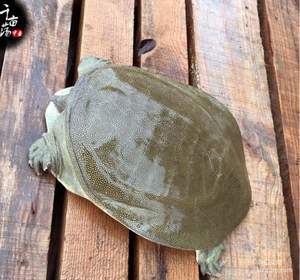 千畝蕩 3年生態(tài)甲魚活體1斤*2只 ￥59包郵 可免費宰殺