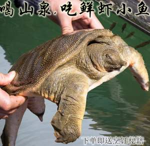 千岛湖 4年生态甲鱼活体1.5斤 ￥58包邮（￥158-100）