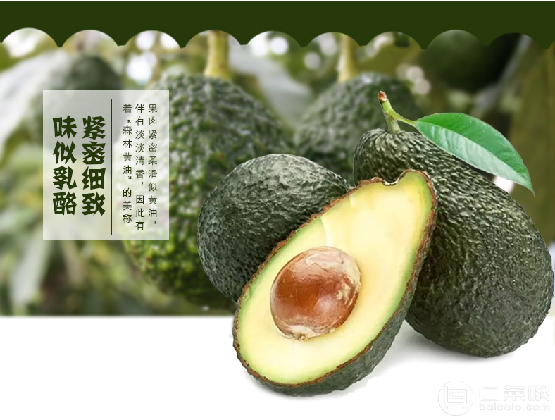 拍2件，下午5點(diǎn)結(jié)束 鮮為天 智利牛油果8個(gè) 單果140g~160g￥33.8包郵（雙重優(yōu)惠）
