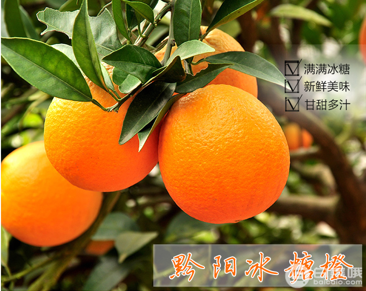 濱果樂 黔陽冰糖橙 5斤￥16.9包郵（￥21.9-5）