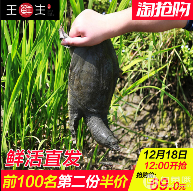 王鲜生 生态甲鱼500g-600g*2件￥93.5包邮（双重优惠）