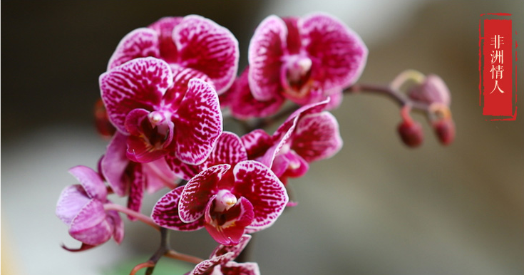 淘寶網(wǎng)：極有家認(rèn)證，明輝園藝 蘭花盆栽 多款￥24包郵（需用￥5優(yōu)惠券）