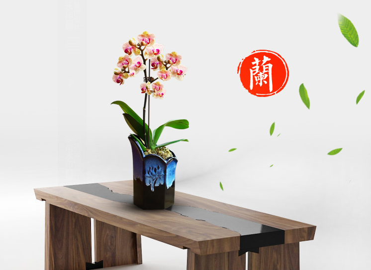 淘寶網(wǎng)：極有家認(rèn)證，明輝園藝 蘭花盆栽 多款￥24包郵（需用￥5優(yōu)惠券）