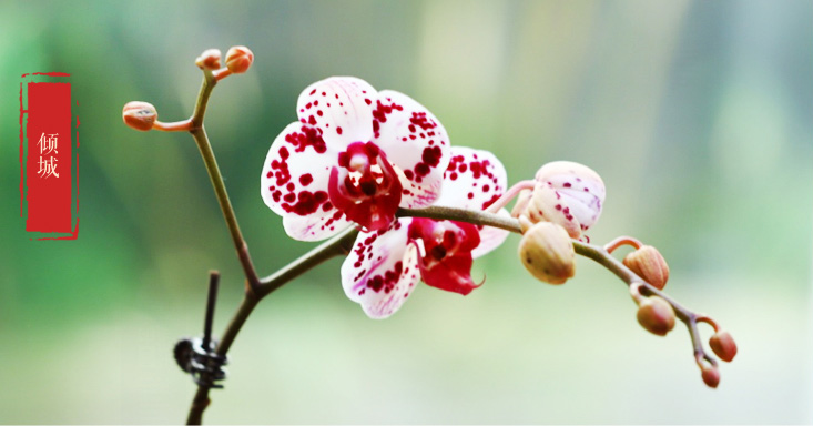 淘寶網(wǎng)：極有家認(rèn)證，明輝園藝 蘭花盆栽 多款￥24包郵（需用￥5優(yōu)惠券）