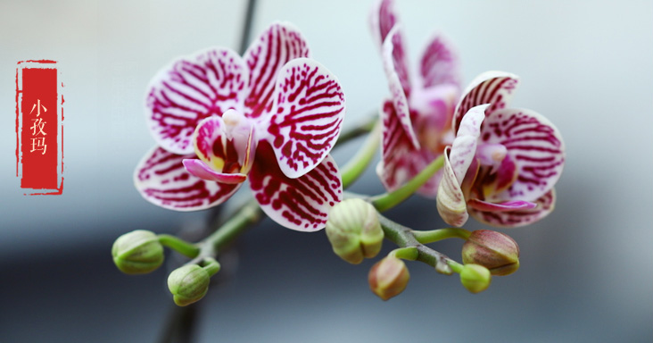 淘寶網(wǎng)：極有家認(rèn)證，明輝園藝 蘭花盆栽 多款￥24包郵（需用￥5優(yōu)惠券）