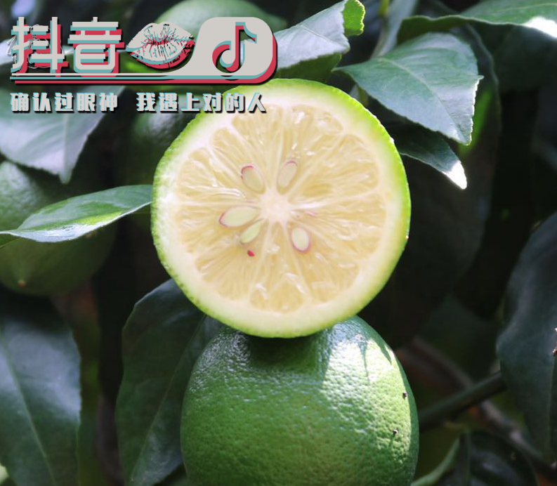 花季阳光 海南青柠檬 5斤￥19.9包邮（需领￥10优惠券）