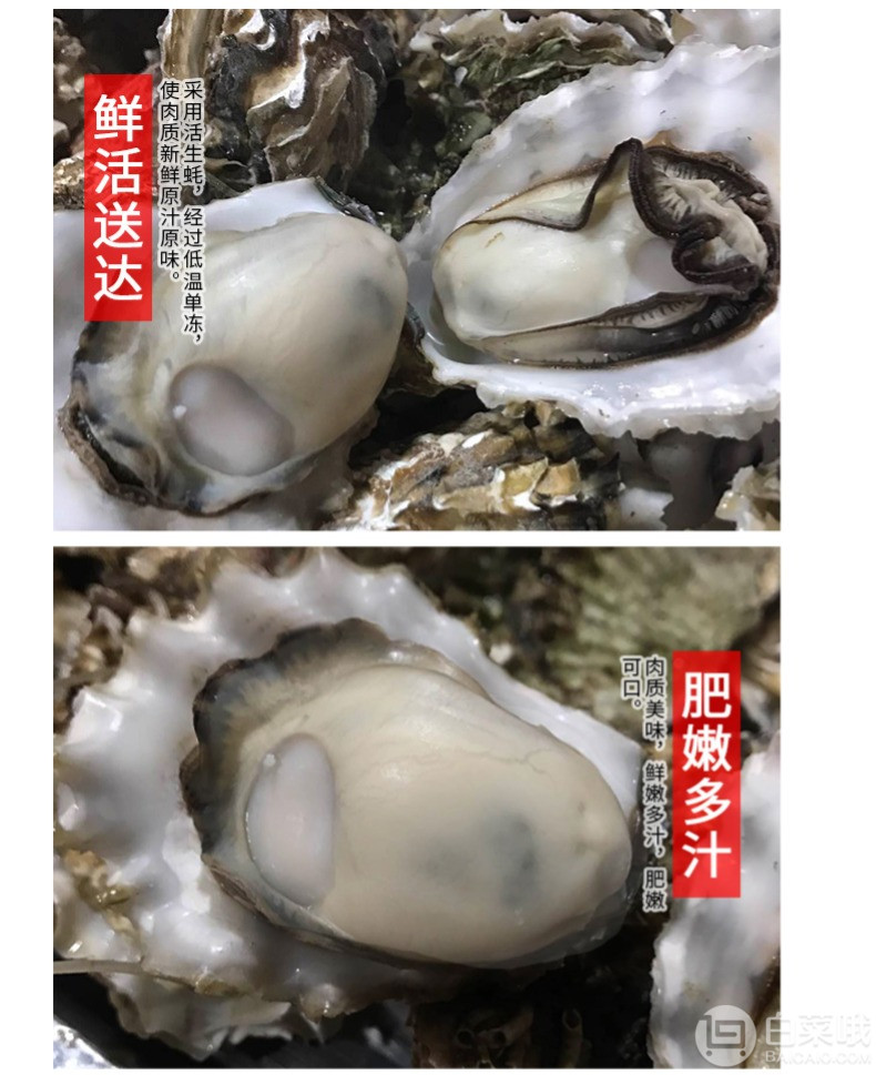 鲜多邦 乳山牡蛎鲜活生蚝 5斤35.5元包邮