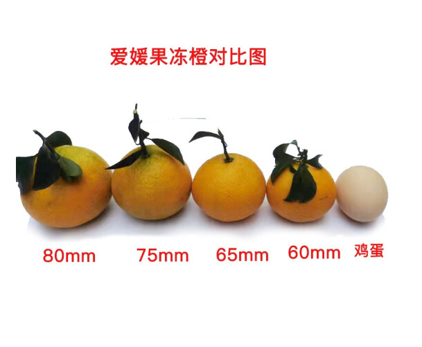 漫哆味 四川爱媛38号果冻橙 （果径75mm+）8斤39.9元包邮（需领券）