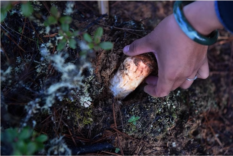 云南香格里拉出品，玲珑岭 出口级鲜松茸菌菇（9cm以上）500克新低209元顺丰包邮（下单立减）