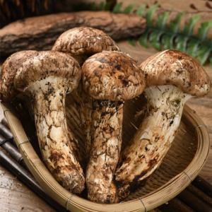 云南香格里拉出品，玲珑岭 出口级鲜松茸菌菇（9cm以上）500克