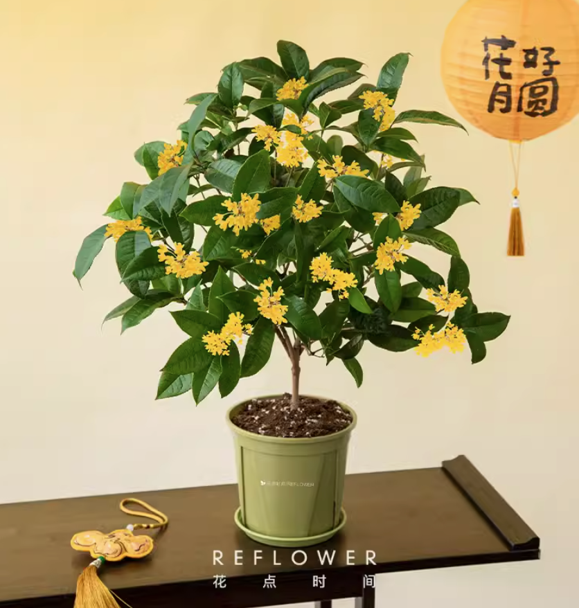 Reflower 花點(diǎn)時(shí)間 四季桂盆栽 禮盒裝（3年壯苗 30～50cm）59.9元包郵（需領(lǐng)券）