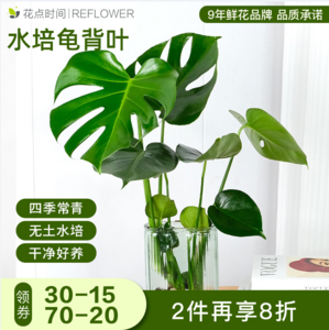 花点时间 夏天绿植水培龟背叶/天堂鸟2枝装 赠玻璃花瓶