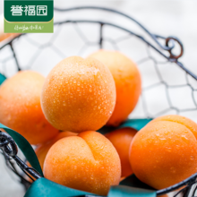 限地区，誉福园 现摘酸甜脆鲜西安大黄杏 5斤