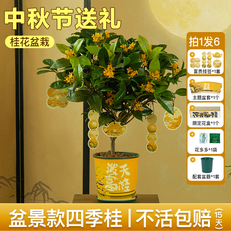 Reflower 花点时间 四季桂2年花苗（30-40cm）不含盆+肥料*121.78元包邮