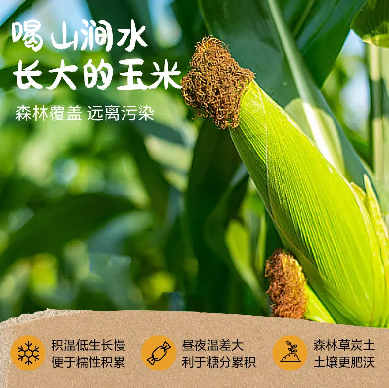 网易严选 东北甜糯黄金玉米 200g*10根29.9元包邮