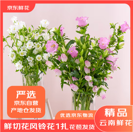 京东鲜花 云南直发 风铃鲜切花 1扎9.7元包邮