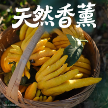 京東鮮花 佛手柑250-300g+高級樹脂托盤+賀卡鮮切枝觀賞套裝 