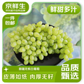 京鮮生 新疆吐魯番無(wú)核白葡萄 馬奶無(wú)籽提子3.5斤