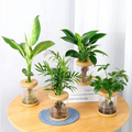 花点时间 袖珍椰子+玛丽安+金钻+鸭脚木(含瓶)水培绿植四件套