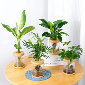 花點(diǎn)時(shí)間 袖珍椰子+瑪麗安+金鉆+鴨腳木(含瓶)水培綠植四件套