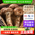 喵滿分 云南香格里拉特產(chǎn) 新鮮純野生松茸菌菇 500g