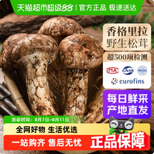 喵滿分 云南香格里拉特產 新鮮純野生松茸菌菇 500g