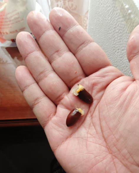 <span>白菜！有曬單！</span>淘寶買菜 廣東高州老樹(shù)桂味荔枝 4.5斤禮盒裝 單果16g+新低28.74元包郵（6.38元/斤）