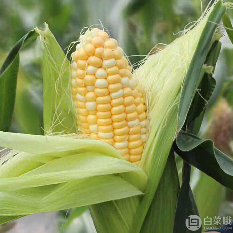 山鲜生 云南新鲜水果玉米 9斤19.8元包邮（需领券）