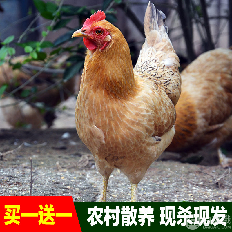 皇谷種 2年農(nóng)家散養(yǎng)土雞老母雞2斤*2只79元包郵（雙重優(yōu)惠）