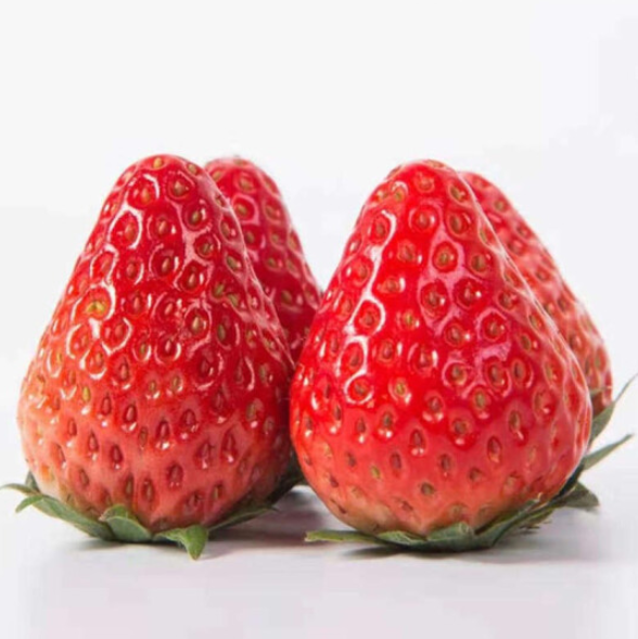 味立方 新鲜红颜奶油草莓 精品5斤装55.8元包邮（合11.1元/斤）