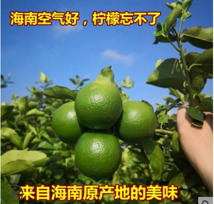 文中洋 海南新鲜青柠檬 5斤￥16.5包邮（需领￥5优惠券）