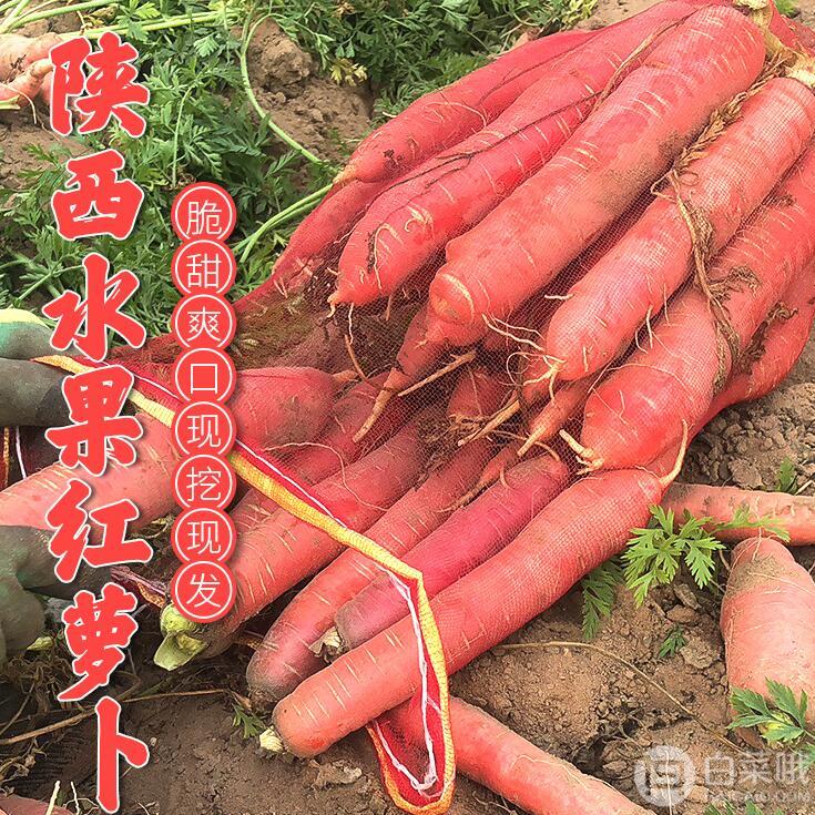 秦周 陕西大荔新鲜水果胡萝卜 10斤 带泥发货14.9元包邮（拍2件）