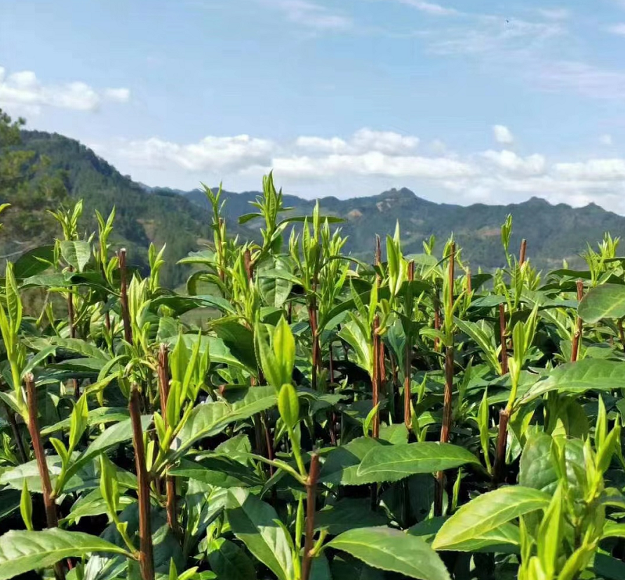 茶中黄金,湖南保靖黄金茶 2021顶级有机绿茶