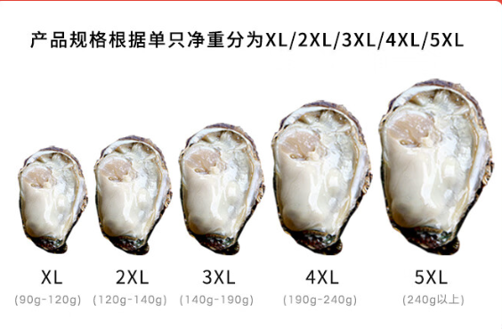 鲜京采 鲜活生蚝  净重5斤 3XL 13-18只装29.3元包邮