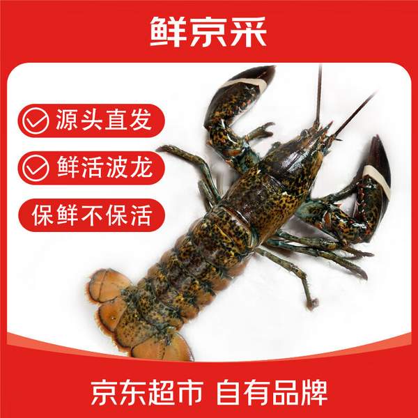 鲜京采 活鲜 加拿大进口波士顿龙虾 净重450-550g新低77.01元包邮