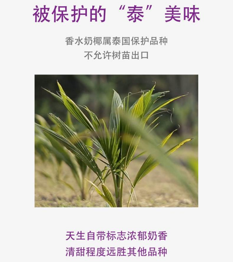 Joyvio 佳沃 泰国进口 椰青香水椰子 9个/单果900g+69.9元（折7.77元/个）