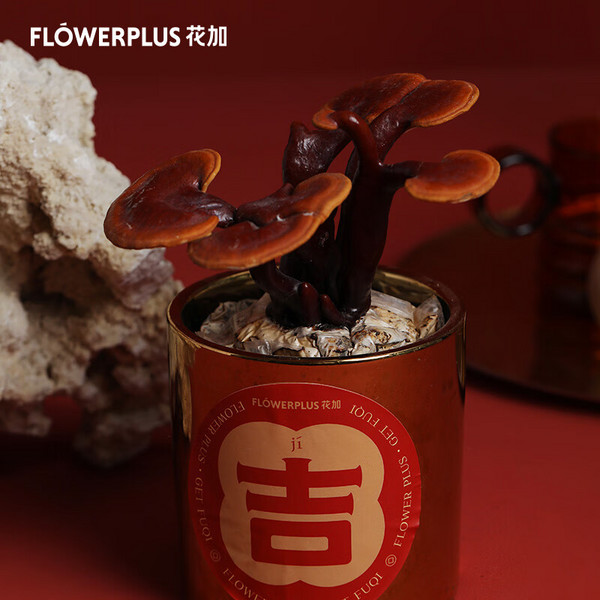 FlowerPlus 花加 年宵灵芝-金属盆植物盆栽39元包邮（需领券）