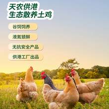   		天农 清远童子鸡600g散养90天土鸡走地鸡小母鸡肉生鲜供港品质整鸡 44.56元 		