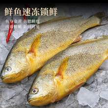   		xianchi 鲜驰 新货大黄花鱼 250-300g/只 2条 
券后39.9元 		