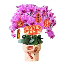   		花点时间 精品蝴蝶兰盆栽带花苞2花剑年宵花卉绿植 
￥54.34 		