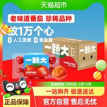   		一颗大 玫瑰草莓番茄24枚装酸甜可口1.65kg自然成熟 
16.9元 		
